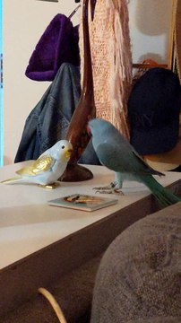 Zeus le perroquet flirte avec la porcelaine - Buzz Buddy