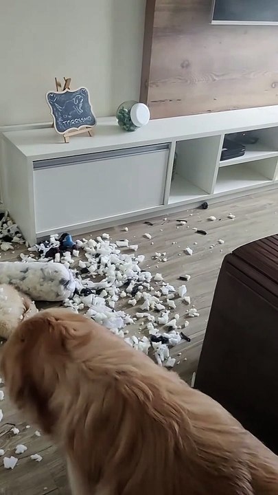 Le chiot fait un gâchis, puis s'endort rapidement - Buzz Buddy