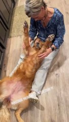 Golden Retriever profite d'un massage relaxant - Buzz Buddy