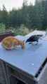 Crow vole le repas de Kitty - Buzz Buddy