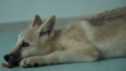 In Cina presentata Maya, il primo lupo artico clonato al mondo