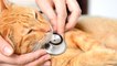 Is you cat vomiting? Here is when to call the vet