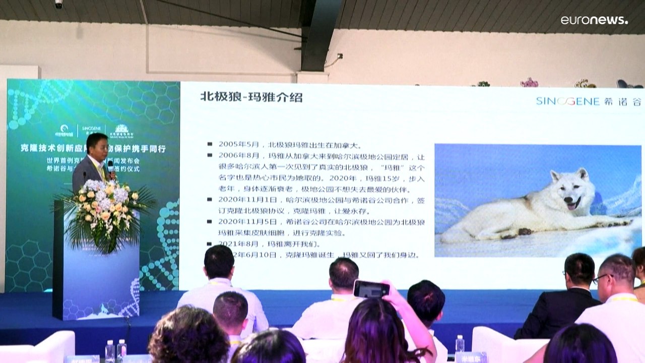 Premiere für Maya, erster geklonter Wolf der Welt