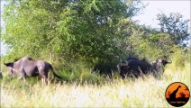 These Wildebeest Are Totally Lost And Confused ) - Latest Wildlife Sightings