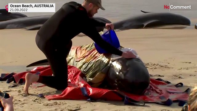 Massive pod of whales stranded on Tasmanian coast