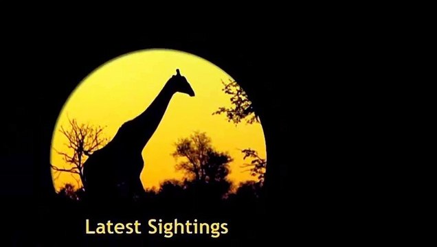 Dehorned Rhino Seen on the Road in the Kruger National Park - Not for sensitive viewers