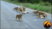 Lion Pride Including Playing Cubs - Seen Today! - Latest Wildlife Sightings