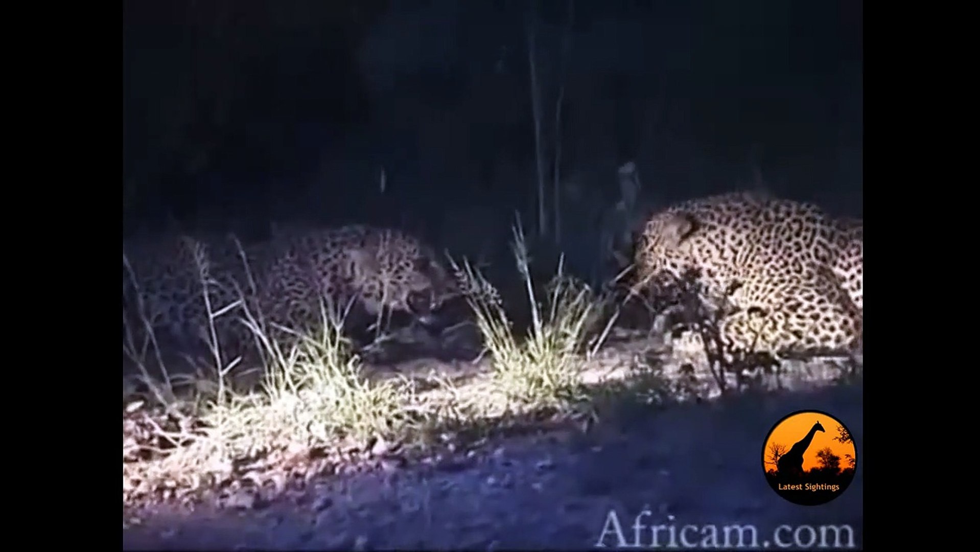 ⁣Major Fight Between 3 Leopards - Latest Wildlife Sightings