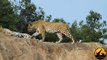 Leopards Mating - Latest Wildlife Sightings