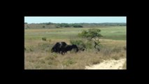 Angry Elephant Charging and Overturning A Car - Latest Sightings