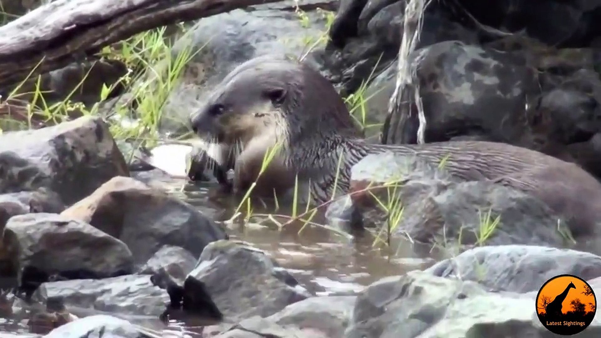 ⁣Cape-Clawless Otters Fishing in the Sabie River - Latest Wildlife Sightings