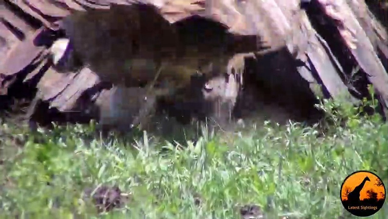Vultures Chase Eagle off Kill, Leopard Chases Vultures, Lions Watching! - Latest Sightings