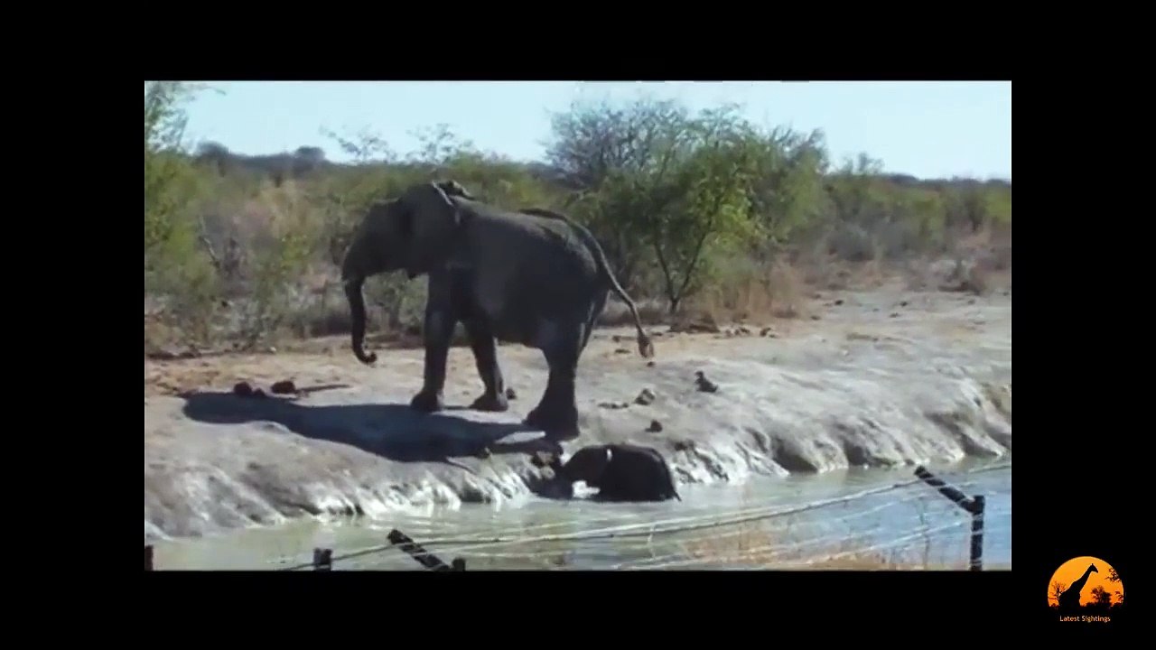 Herd Of Elephants Rescues A Calf - So Beautiful! -  Latest Sightings