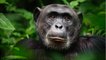 Quelle est la différence entre un chimpanzé et un bonobo ?