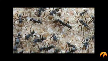 The March Of The Matabele Ants - Latest Sightings