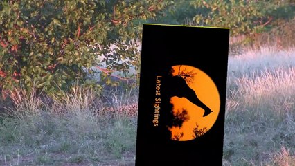 Cheetah Chased off Kill by Baboons