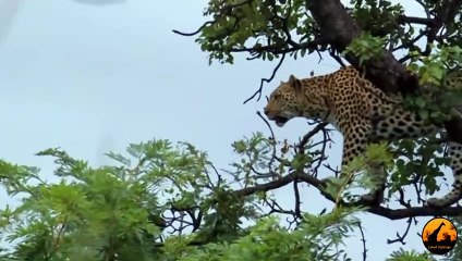Leopard Kills Baby Vervet Monkey