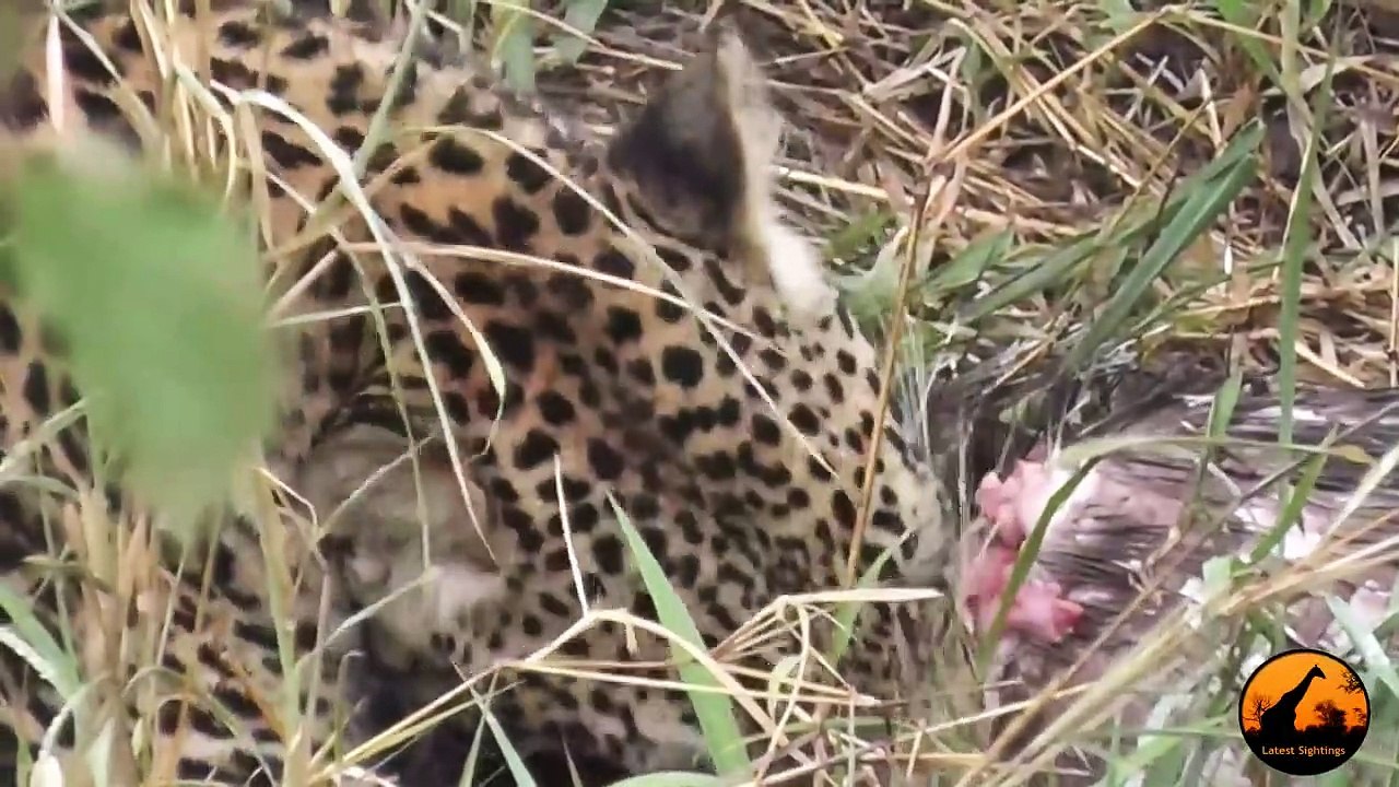 Leopard Eating a Porcupine