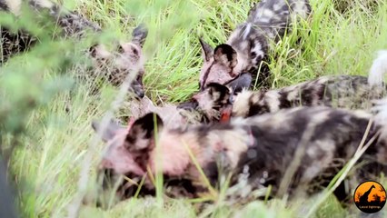 Wild Dogs Kill a Kudu, Hyenas Then Steal It
