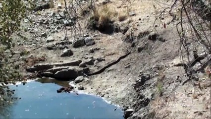Leopard Attacks Python in Kruger