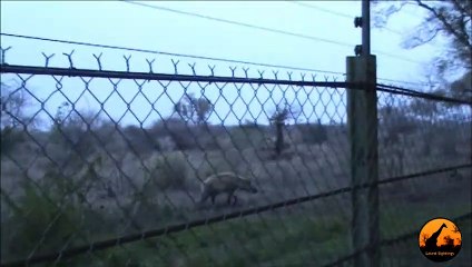 Hyena Walks Right up to People Near Fence