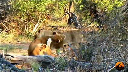 Mega Pride (17+) of Lions Cross the Road