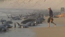 Centinaia di balene pilota spiaggiate in Australia