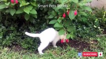 Very funny cats  smart pet buddy