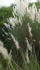 Kash plant flowers video