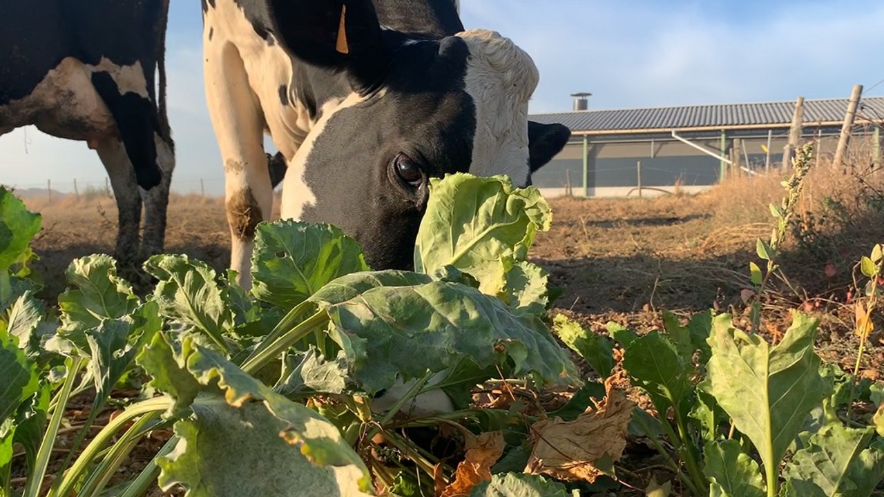 Du pâturage de betterave fourragère face au manque d'herbe