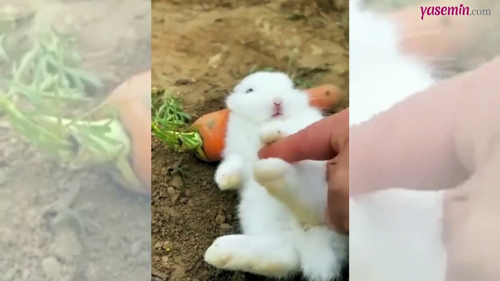 Doyana kadar havuç yiyen minik tavşanın uykusu ağır çıktı! - Dailymotion  Video