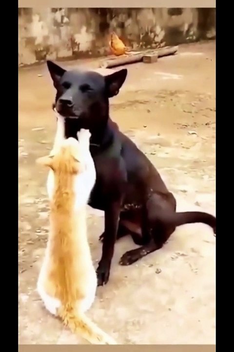 funny animal videos you haven't seen in life try not to laugh 