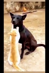 funny animal videos you haven't seen in life try not to laugh 