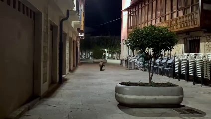 Paseo nocturno de un jabalí por Villarcayo