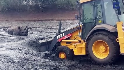 Tải video: Utiliser les grands moyens pour sauver un rhinocéros coincé dans la boue