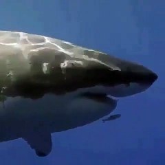 Ce petit poisson nage devant la gueule d'un grand requin blanc... courageux