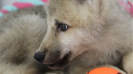 Maya, le premier loup arctique sauvage cloné du monde