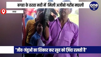 हरहा नदी में मिली 4 आंख वाली अजीबो गरीब मछली, उठे सवाल हज़ारों KM दूर कैसी पहुंची कैटफिश ?
