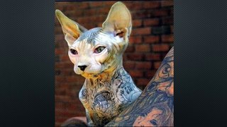 Pet Tattooing and Piercing. Animal Cruelty or Expression of Love