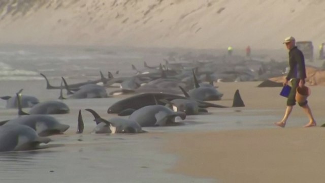 En Australie, 230 cétacés s’échouent sur une plage