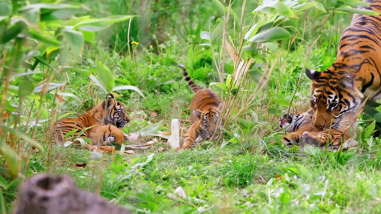Tiger cub health check interviews Senior zookeeper Lucy Reed followed