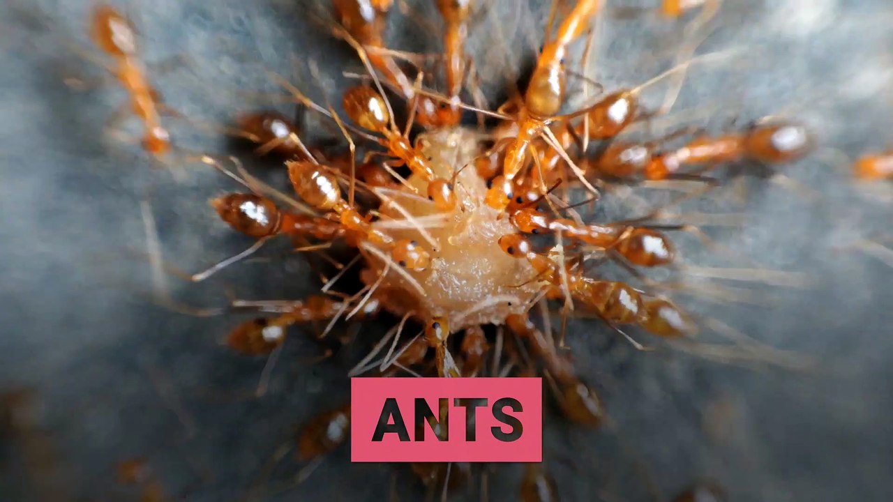 The Most Common Household Pests