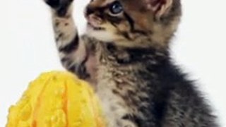 Sweet Kitten Swatting A Flower ❤️ Cutest Kitten ❤️