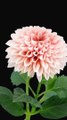 Blooming Flower Pink Dahlia Time Lapse ❤️ Love Flowers ❤️