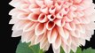 Blooming Flower Pink Dahlia Time Lapse ❤️ Love Flowers ❤️