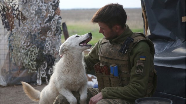 This traumatised Ukrainian dog who wanted nothing to do with people is now thriving in the shelter