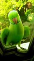 Parrot / Parrot Sounds | Best And Amazing Parrot Sounds ,Bird ,Birds ,Amazing Bird,Best Bird,Bird Songs, Baby,Baby Songs,