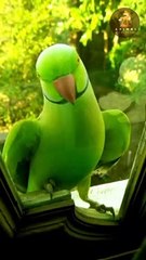 Télécharger la video: Parrot / Parrot Sounds | Best And Amazing Parrot Sounds ,Bird ,Birds ,Amazing Bird,Best Bird,Bird Songs, Baby,Baby Songs,