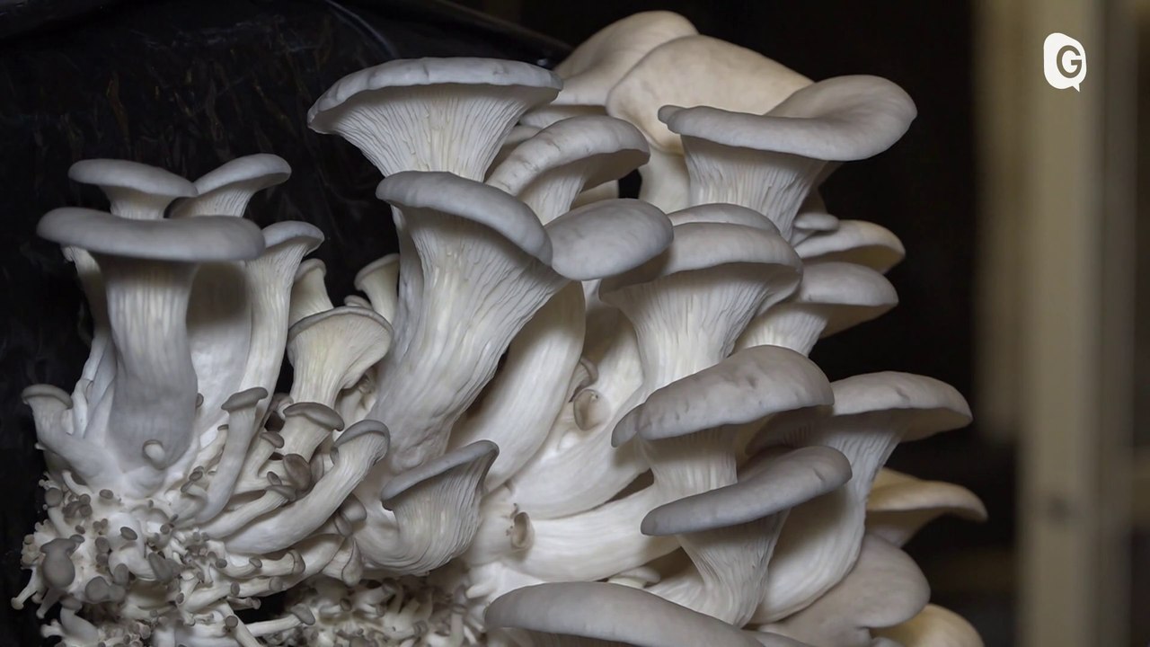 Reportage - Plus besoin d'aller en forêt pour cueillir des champignons