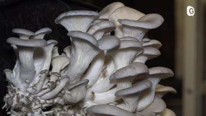 Reportage - Plus besoin d'aller en forêt pour cueillir des champignons